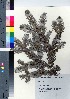  (Abies mariesii - SMG_03)  @11 [ ] Copyright (2021) Unspecified Forestry and Forest Products Research Institute