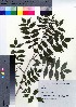  (Sorbus commixta var. commixta - SMG_05)  @11 [ ] Copyright (2021) Unspecified Forestry and Forest Products Research Institute