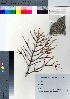  (Picea jezoensis var. hondoensis - SMG_10)  @11 [ ] Copyright (2021) Unspecified Forestry and Forest Products Research Institute