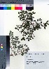  (Lonicera linderifolia var. konoi - SMG_18)  @11 [ ] Copyright (2021) Unspecified Forestry and Forest Products Research Institute