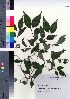  ( - NSB_07)  @11 [ ] Copyright (2021) Unspecified Forestry and Forest Products Research Institute