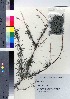 ( - NSB_18)  @11 [ ] Copyright (2021) Unspecified Forestry and Forest Products Research Institute