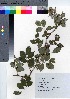  ( - NSB_20)  @11 [ ] Copyright (2021) Unspecified Forestry and Forest Products Research Institute