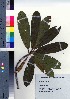  ( - NSB_25)  @11 [ ] Copyright (2021) Unspecified Forestry and Forest Products Research Institute