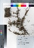  ( - NSB_26)  @11 [ ] Copyright (2021) Unspecified Forestry and Forest Products Research Institute