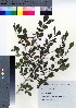  (Lonicera demissa var. demissa - NSB_28)  @11 [ ] Copyright (2021) Unspecified Forestry and Forest Products Research Institute