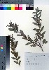  ( - NSB_30)  @11 [ ] Copyright (2021) Unspecified Forestry and Forest Products Research Institute