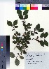  ( - NSB_32)  @11 [ ] Copyright (2021) Unspecified Forestry and Forest Products Research Institute