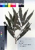  ( - TSM_04)  @11 [ ] Copyright (2021) Unspecified Forestry and Forest Products Research Institute