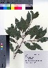  ( - TSM_08)  @11 [ ] Copyright (2021) Unspecified Forestry and Forest Products Research Institute