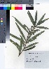  ( - TSM_16)  @11 [ ] Copyright (2021) Unspecified Forestry and Forest Products Research Institute