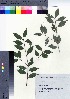  ( - TSM_25)  @11 [ ] Copyright (2021) Unspecified Forestry and Forest Products Research Institute