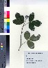  ( - TSM_28)  @11 [ ] Copyright (2021) Unspecified Forestry and Forest Products Research Institute