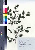  ( - TSM_29)  @11 [ ] Copyright (2021) Unspecified Forestry and Forest Products Research Institute