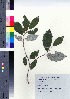  ( - TSM_36)  @11 [ ] Copyright (2021) Unspecified Forestry and Forest Products Research Institute