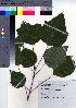  (Mallotus japonicus - TSM_60)  @11 [ ] Copyright (2021) Unspecified Forestry and Forest Products Research Institute