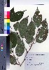  ( - TSM_65)  @11 [ ] Copyright (2021) Unspecified Forestry and Forest Products Research Institute