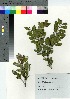  ( - TSM_75)  @11 [ ] Copyright (2021) Unspecified Forestry and Forest Products Research Institute