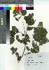  ( - TSM_77)  @11 [ ] Copyright (2021) Unspecified Forestry and Forest Products Research Institute