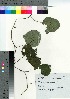  ( - TSM_80)  @11 [ ] Copyright (2021) Unspecified Forestry and Forest Products Research Institute