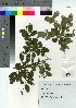  (Ligustrum ovalifolium var. ovalifolium - TSM_84)  @11 [ ] Copyright (2021) Unspecified Forestry and Forest Products Research Institute