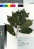  (Quercus aliena - TSM_88)  @11 [ ] Copyright (2021) Unspecified Forestry and Forest Products Research Institute