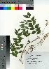  ( - TSM_89)  @11 [ ] Copyright (2021) Unspecified Forestry and Forest Products Research Institute