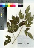  ( - NOT_01)  @11 [ ] Copyright (2021) Unspecified Forestry and Forest Products Research Institute