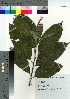  (Salix futura - NOT_06)  @11 [ ] Copyright (2021) Unspecified Forestry and Forest Products Research Institute
