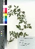  ( - NOT_14)  @11 [ ] Copyright (2021) Unspecified Forestry and Forest Products Research Institute