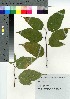  ( - NOT_17)  @11 [ ] Copyright (2021) Unspecified Forestry and Forest Products Research Institute
