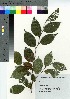  ( - KIS_02)  @11 [ ] Copyright (2021) Unspecified Forestry and Forest Products Research Institute