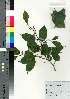 ( - Tod13287)  @11 [ ] Copyright (2021) Unspecified Forestry and Forest Products Research Institute