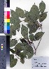  ( - Tod13307)  @11 [ ] Copyright (2021) Unspecified Forestry and Forest Products Research Institute