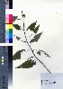  ( - ksnk034)  @11 [ ] Copyright (2021) Unspecified Forestry and Forest Products Research Institute