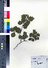  (Rhododendron quinquefolium - ksnk038)  @11 [ ] Copyright (2021) Unspecified Forestry and Forest Products Research Institute