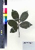  ( - CCB0281)  @11 [ ] Copyright (2021) Unspecified Forestry and Forest Products Research Institute