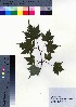  ( - CCB0284)  @11 [ ] Copyright (2021) Unspecified Forestry and Forest Products Research Institute