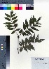  ( - CCB0288)  @11 [ ] Copyright (2021) Unspecified Forestry and Forest Products Research Institute