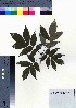  ( - CCB0289)  @11 [ ] Copyright (2021) Unspecified Forestry and Forest Products Research Institute