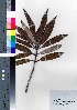  ( - CCB0300)  @11 [ ] Copyright (2021) Unspecified Forestry and Forest Products Research Institute