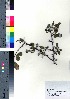  (Malus spontanea - takagi101)  @11 [ ] Copyright (2021) Unspecified Forestry and Forest Products Research Institute