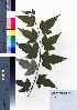  ( - gfsk0154)  @11 [ ] Copyright (2021) Unspecified Forestry and Forest Products Research Institute