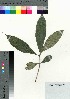  (Ardisia sieboldii - oOGA0116)  @11 [ ] Copyright (2021) Unspecified Forestry and Forest Products Research Institute