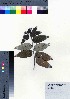  ( - oOGA0135)  @11 [ ] Copyright (2021) Unspecified Forestry and Forest Products Research Institute