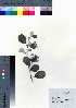  ( - oOGA0204)  @11 [ ] Copyright (2021) Unspecified Forestry and Forest Products Research Institute
