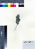  (Osteomeles lanata - oOGA0212)  @11 [ ] Copyright (2021) Unspecified Forestry and Forest Products Research Institute