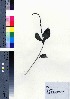  (Stachytarpheta urticifolia - oOGA0223)  @11 [ ] Copyright (2021) Unspecified Forestry and Forest Products Research Institute