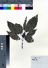  ( - oOGA0227)  @11 [ ] Copyright (2021) Unspecified Forestry and Forest Products Research Institute
