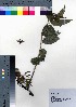  ( - oOGA0231)  @11 [ ] Copyright (2021) Unspecified Forestry and Forest Products Research Institute
